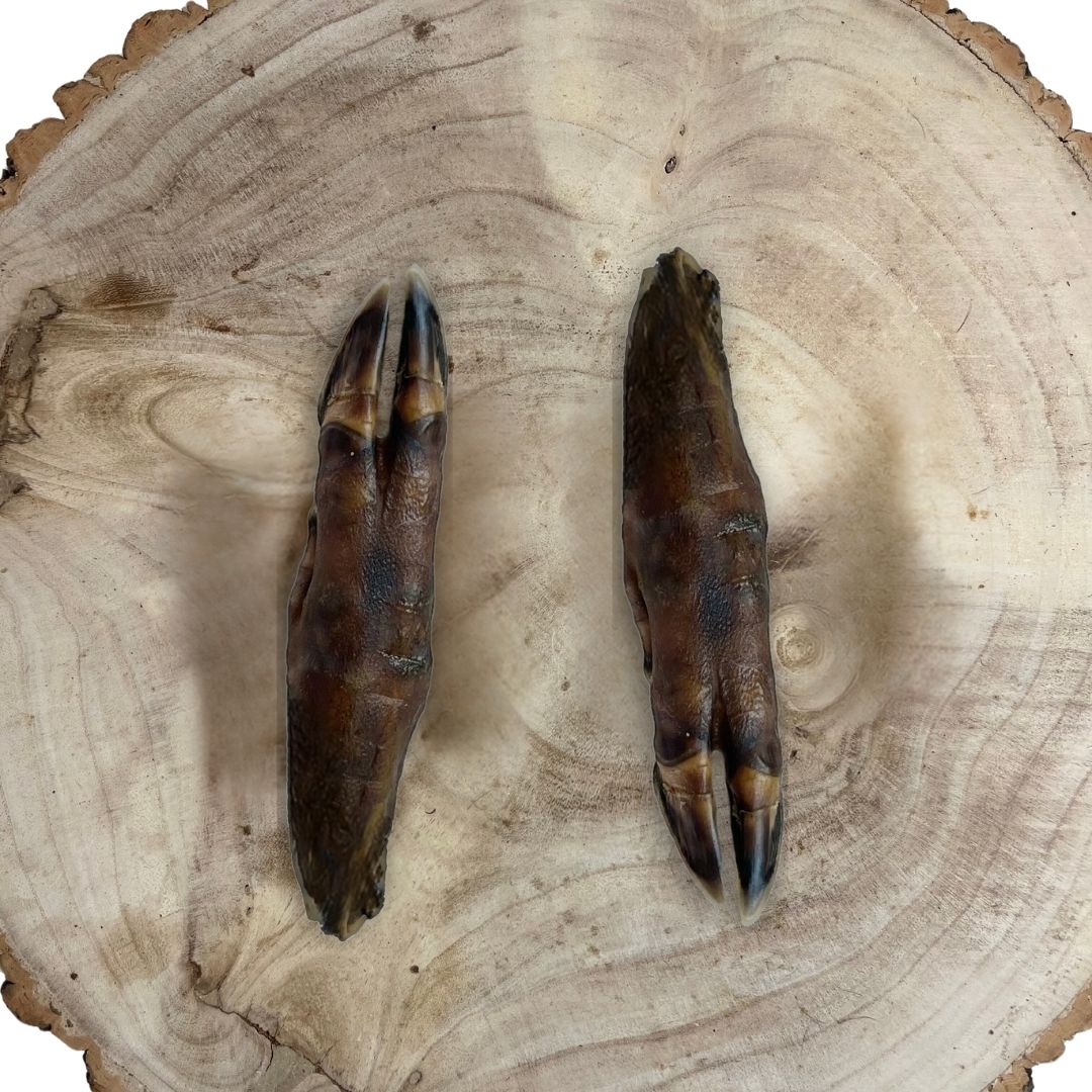 Wild Boar Trotter