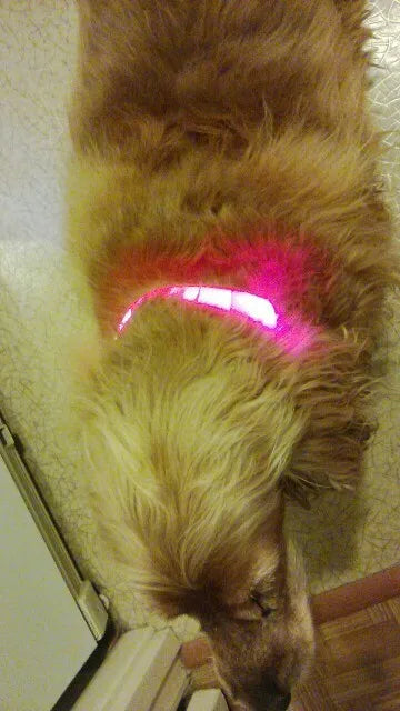 Nylon LED Pet Dog Collar Dogs Luminous Fluorescent Collars Pet Supplies Night Safety Flashing Glow In The Dark Dog Leash