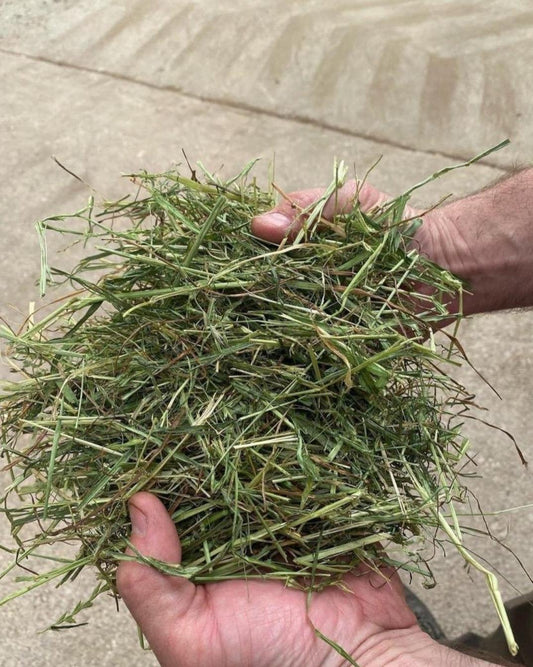 Premium Dried Grass 1kg - The North East Pet Shop