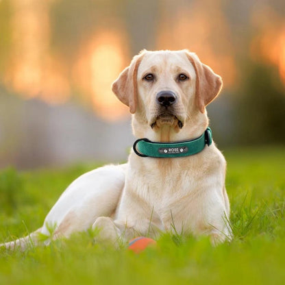 Soft Leather Collar with Custom Tag
